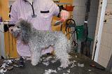 CANICHE - BROSSAGE 028